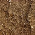 Compost