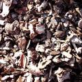 Cocoa Shell Mulch